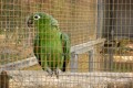 paphos zoo parrot