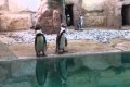 paphos zoo penguins