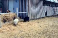Petrides Farm Park - Marki Village, Nicosia, Cyprus