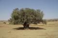 Platanistasa Olive Mill, Nicosia, Cyprus