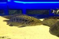 Protaras Ocean Aquarium, Famagusta, Cyprus