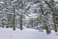 Troodos Mountain Range, Limassol, Cyprus