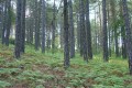 Troodos National Forest Park, Limassol, Cyprus