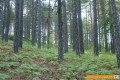 Troodos National Forest Park, Limassol, Cyprus