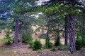 troodos forest