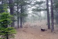 Troodos National Forest Park, Limassol, Cyprus