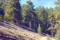 Troodos National Forest Park, Limassol, Cyprus
