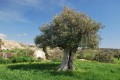 Vavla - Panayia tis Agapis - Vavla Nature Trail, Larnaca, Cyprus