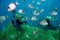Zenobia wreck diving site, Larnaca, Cyprus