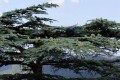 Cyprus flora