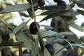 Cyprus Olives, Cyprus