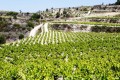 cyprus vineyards