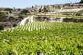 Cyprus Wine, Cyprus
