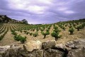 cypriot wines