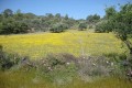 cyprus nature field