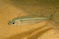 Atherinomorus Lacunosus Fish ( Hardyhead Silverside), Cyprus