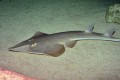 Rhinobatos cemiculus ( Blackchin guitarfish), Cyprus