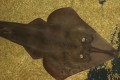 Rhinobatos cemiculus ( Blackchin guitarfish), Cyprus