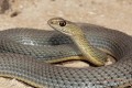 Montpellier Snake - Napoleon Monspessulanus, Cyprus