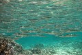 Atherinomorus Lacunosus Fish ( Hardyhead Silverside), Cyprus