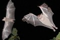 The Bat - Cyprus Wildlife, Cyprus