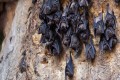 The Bat - Cyprus Wildlife, Cyprus