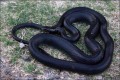 Black whip snake - Dolichophis Jugularis, Cyprus