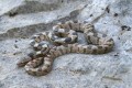 Cat snake - Telescopus Fallax, Cyprus