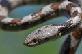 Cat snake - Telescopus Fallax, Cyprus