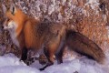 The fox (Vulpes vulpes indutus), Cyprus