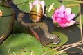 Grass snake - Natrix Natrix Cypriaca, Cyprus