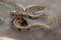 Grass snake - Natrix Natrix Cypriaca, Cyprus