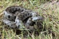 Grass snake - Natrix Natrix Cypriaca, Cyprus