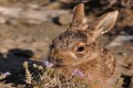 The hare (Lepus europaeus cyprius), Cyprus