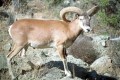 Cyprus mouflon (Ovis gmelini ophion), Cyprus