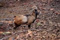 Cyprus mouflon (Ovis gmelini ophion), Cyprus