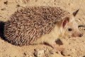 The porcupine (Hemiechinus auritus dorotheae), Cyprus