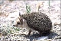 The porcupine (Hemiechinus auritus dorotheae), Cyprus