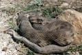Viper - Macrovipera Lebetina, Cyprus