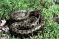 Black whip snake - Dolichophis Jugularis, Cyprus