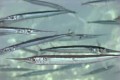 Belone belone (Garpike Fish), Cyprus