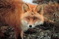The fox (Vulpes vulpes indutus), Cyprus