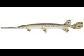 Belone belone (Garpike Fish), Cyprus