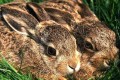 The hare (Lepus europaeus cyprius), Cyprus