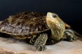 The sweet water turtle (Mauremys caspica rivulata), Cyprus