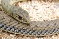 Montpellier Snake - Napoleon Monspessulanus, Cyprus