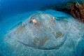 Dasyatis centroura (Roughtail stingray), Cyprus