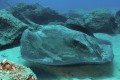 Dasyatis centroura (Roughtail stingray), Cyprus