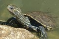 The sweet water turtle (Mauremys caspica rivulata), Cyprus