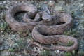 Cat snake - Telescopus Fallax, Cyprus